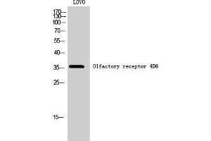 Western Blotting (WB) image for anti-Olfactory Receptor, Family 4, Subfamily D, Member 6 (OR4D6) (C-Term) antibody (ABIN3176550) (OR4D6 Antikörper  (C-Term))