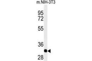 Western Blotting (WB) image for anti-Prohibitin 2 (PHB2) antibody (ABIN3003100) (Prohibitin 2 Antikörper)