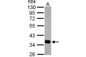 Image no. 1 for anti-Nervana 1 (NRV1) (N-Term) antibody (ABIN1494243) (Nervana 1 Antikörper  (N-Term))