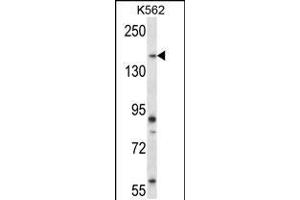 Western blot analysis in K562 cell line lysates (35ug/lane).