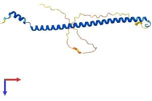 C19orf50 Protein (AA 1-176) (His tag)