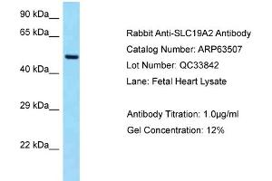 Western Blotting (WB) image for anti-Solute Carrier Family 19 (Thiamine Transporter), Member 2 (SLC19A2) (C-Term) antibody (ABIN2789528) (SLC19A2 Antikörper  (C-Term))