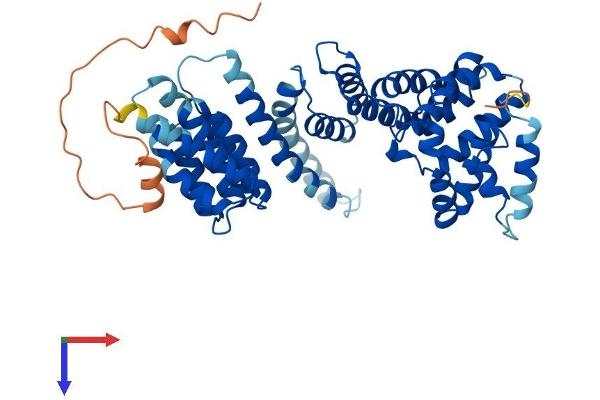 TAF1A Protein (AA 1-453) (His tag)