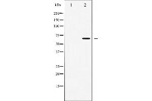 Western blot analysis of AMPK alpha phosphorylation expression in Heatshock treated 293 whole cell lysates,The lane on the left is treated with the antigen-specific peptide. (AMPK alpha Antikörper  (pThr172))