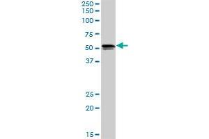 SH2D4A MaxPab rabbit polyclonal antibody. (SH2D4A Antikörper  (AA 1-454))