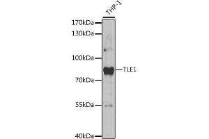 Western blot analysis of extracts of THP-1 cells, using TLE1 antibody (ABIN6132756, ABIN6149205, ABIN6149207 and ABIN6221171) at 1:1000 dilution. (TLE1 Antikörper  (AA 501-770))