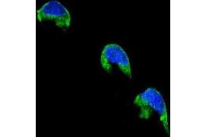 Immunofluorescence (IF) image for anti-Cytochrome P450, Family 1, Subfamily A, Polypeptide 2 (CYP1A2) antibody (ABIN2996139) (CYP1A2 Antikörper)