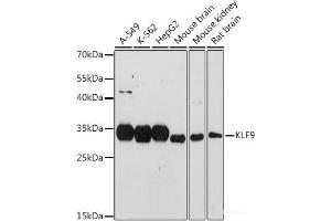 KLF9 Antikörper