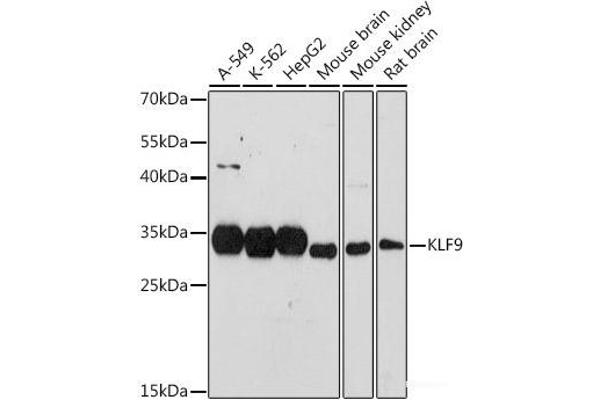 KLF9 Antikörper
