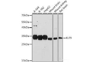 Western blot analysis of extracts of various cell lines using KLF9 Polyclonal Antibody at dilution of 1:1000. (KLF9 Antikörper)