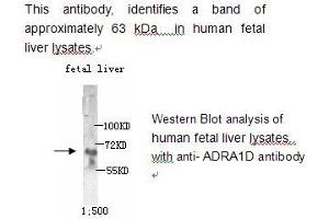 Image no. 1 for anti-Adrenergic Receptor, alpha 1d (ADRA1D) antibody (ABIN790781)