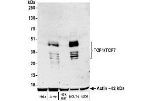 Western Blotting (WB) image for anti-Transcription Factor 7 (T-Cell Specific, HMG-Box) (TCF7) (AA 200-250) antibody (ABIN7449420) (Rekombinanter TCF7 Antikörper  (AA 200-250))