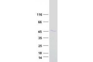 Validation with Western Blot (PTPN2 Protein (Transcript Variant 3) (Myc-DYKDDDDK Tag))