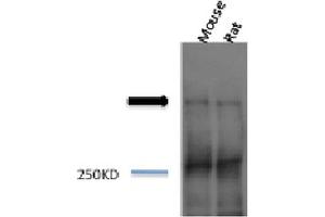 Western blot analysis of Mouse, Rat brain cell lysates showing detection of Piccolo protein using Rabbit Anti-Piccolo Polyclonal Antibody . (Piccolo Antikörper  (Atto 390))