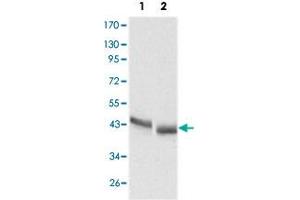 Western blot analysis using PGA5 monoclonal antobody, clone 2C1  against HepG2 (1) and SMMC-7721 (2) cell lysate. (PGA5 Antikörper)