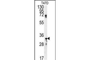 Western blot analysis in T47D cell line lysates (35ug/lane). (SIAH2 Antikörper  (AA 216-244))
