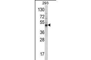 Western blot analysis of hB-E23 (ABIN388453 and ABIN2848793) in 293 cell line lysates (35 μg/lane). (BMP3 Antikörper  (N-Term))