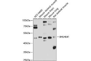Western blot analysis of extracts of various cell lines, using BHLHE41 antibody (ABIN6131260, ABIN6137552, ABIN6137553 and ABIN6214847) at 1:1000 dilution. (BHLHE41 Antikörper  (AA 120-280))