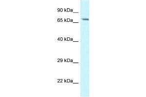 WB Suggested Anti-Man1a Antibody   Titration: 1. (MAN1A Antikörper  (N-Term))