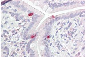 Anti-BRN2 / POU3F2 antibody IHC staining of human small intestine. (POU3F2 Antikörper  (AA 240-290))