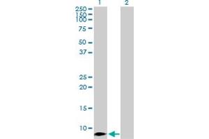 Western Blot analysis of CCL4 expression in transfected 293T cell line by CCL4 MaxPab polyclonal antibody. (CCL4 Antikörper  (AA 1-92))