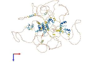 TSHZ3 Protein (AA 1-1081) (His tag)