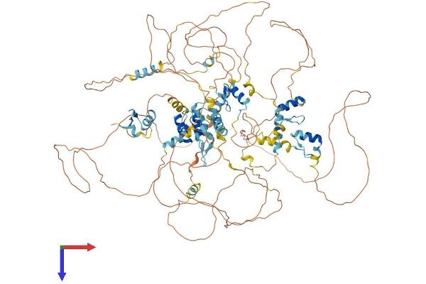 TSHZ3 Protein (AA 1-1081) (His tag)