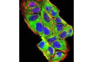 Immunofluorescence (IF) image for anti-Bone Morphogenetic Protein 2 (BMP2) (AA 283-396) antibody (ABIN5542284)