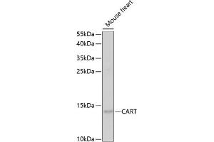 Western blot analysis of extracts of mouse heart, using CART antibody (ABIN6131305, ABIN6137949, ABIN6137950 and ABIN6221042) at 1:1000 dilution. (CARTPT Antikörper  (AA 28-116))