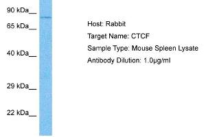 Host: Rabbit Target Name: CTCF Sample Tissue: Mouse Spleen Antibody Dilution: 1ug/ml