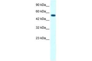 Western Blotting (WB) image for anti-Glycine Receptor, alpha 1 (GLRA1) antibody (ABIN2463727) (GLRA1 Antikörper)