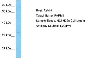 Host:  Rabbit  Target Name:  PARM1  Sample Type:  NCI-H226 Whole Cell lysates  Antibody Dilution:  1.