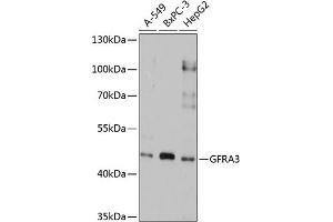 Western blot analysis of extracts of various cell lines, using GFR antibody (ABIN3017059, ABIN3017060, ABIN1679990 and ABIN6219937) at 1:1000 dilution.