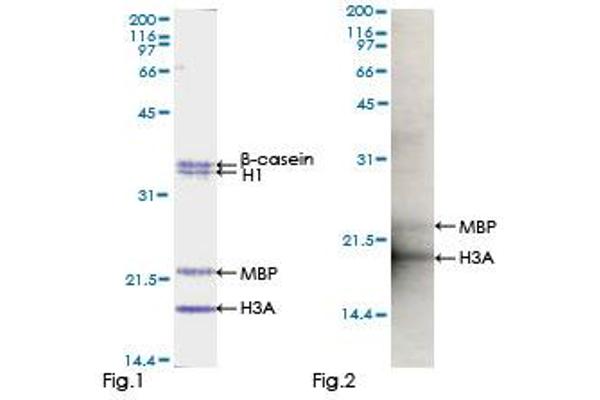 PKC iota Protein (AA 1-587) (GST tag)