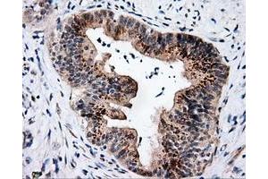 Immunohistochemistry (IHC) image for anti-Nucleotide Exchange Factor SIL1 (SIL1) antibody (ABIN1496809) (SIL1 Antikörper)