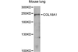 Western blot analysis of extracts of mouse lung, using COL18A1 antibody (ABIN1871945) at 1:1000 dilution. (COL18A1 Antikörper)