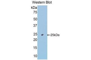 Western Blotting (WB) image for anti-N-Acetylgalactosaminidase, alpha (NAGA) (AA 18-217) antibody (ABIN1176641)