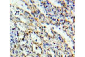 IHC-P analysis of Spleen tissue, with DAB staining. (CD6 Antikörper  (AA 30-204))