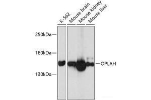 Western blot analysis of extracts of various cell lines using OPLAH Polyclonal Antibody at dilution of 1:3000. (OPLAH Antikörper)