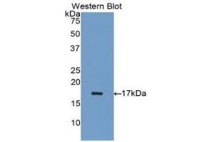 Detection of Recombinant INHA, Human using Polyclonal Antibody to Inhibin Alpha (INHa) (Inhibin alpha Antikörper  (AA 233-366))