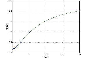 Chemokine (C-X-C Motif) Receptor 1 (CXCR1) ELISA Kit