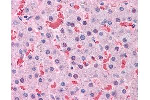 Anti-HBB antibody IHC of human liver. (Hemoglobin Subunit beta Antikörper  (AA 38-148))