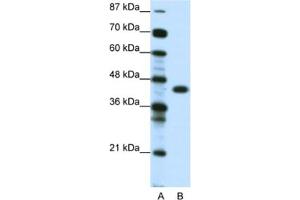 Western Blotting (WB) image for anti-Zinc Finger Protein 396 (ZNF396) antibody (ABIN2461067) (ZNF396 Antikörper)