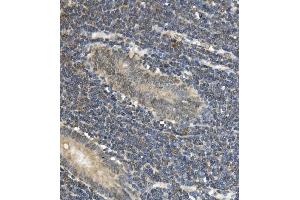 IHC analysis of EAPP using anti-EAPP antibody (ABIN7599214). (EAPP Antikörper  (AA 1-285))