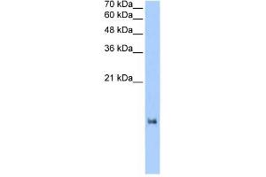 LOC653186 antibody used at 2. (LOC653186 Antikörper  (N-Term))