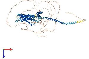 KCNN2 Protein (AA 1-839) (His tag)