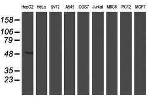 Image no. 2 for anti-Asparagine-Linked Glycosylation 2, alpha-1,3-Mannosyltransferase Homolog (ALG2) antibody (ABIN1496610) (ALG2 Antikörper)