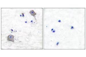 Immunohistochemistry (IHC) image for anti-Claudin 5 (CLDN5) (C-Term) antibody (ABIN1848461) (Claudin 5 Antikörper  (C-Term))