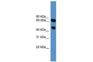 SYT16 antibody used at 0. (SYT16 Antikörper  (N-Term))