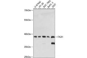Western blot analysis of extracts of various cell lines using FA2H Polyclonal Antibody at dilution of 1:3000. (FA2H Antikörper)
